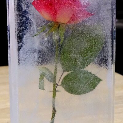 Fuldaer Rose der SPD Fulda 2016